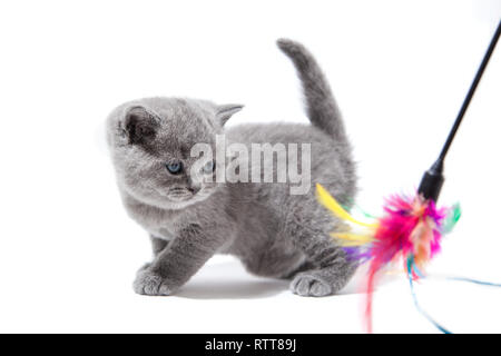Little grey british kitten isolated on white background. Cat playing Stock Photo