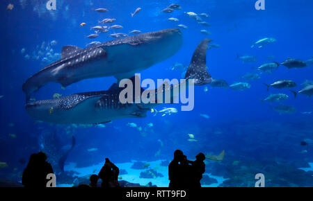 Visitors enjoying to see the four Whale sharks at Georgia Aquarium. It was the largest aquarium in the world from its opening in 2005 until 2012. Stock Photo