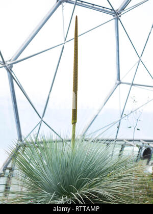 Xanthorrhoea (Grass Tree) - at the Eden Project, UK. Stock Photo