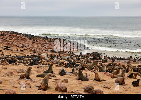 Colony of seal furs in namibia