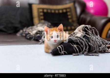 Cute red kitten sitting on the bed near a plaid. Space for text Stock Photo