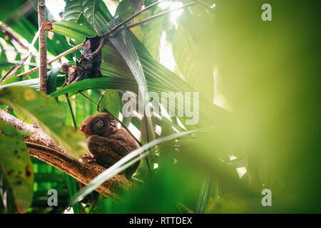 Tarsier sitting on branch with green leaves in jungle, Bohol island, Philippines. Stock Photo