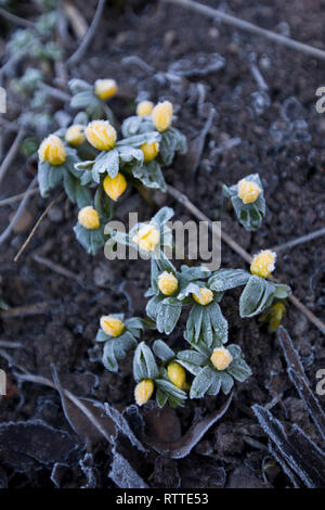 Winter Aconites Eranthis hyemalis in flower on a frosty day, England, UK Stock Photo