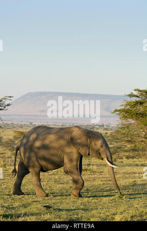 African Elephants on the Masai Mara, Kenya, Africa Stock Photo
