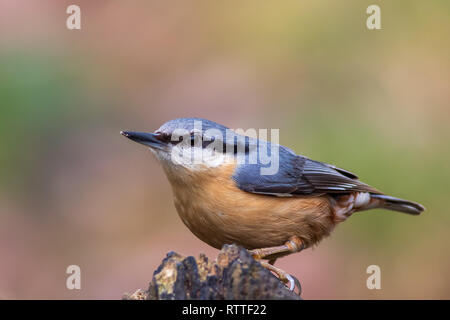Nuthatch  (Sitta europaea) perched on a tree Stock Photo