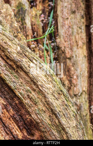 Rotting tree background and texture close-up Stock Photo