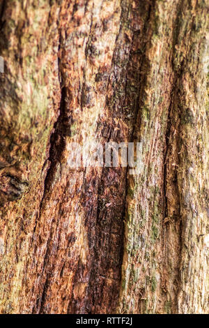 Rotting tree background and texture close-up Stock Photo