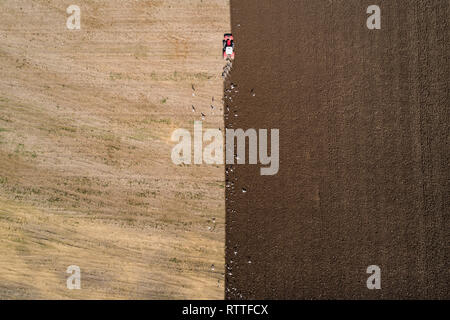 Aerial image showing the ploughing of a large field by a red tractor in Spring sunshine in the Clyde Valley area of South Lanarkshire.. Stock Photo