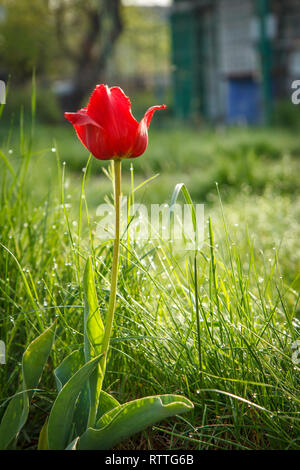 Red tulip in green grass with drops of dew in early morning and with country house on the background. Shallow depth of field. Selective focus on the f Stock Photo