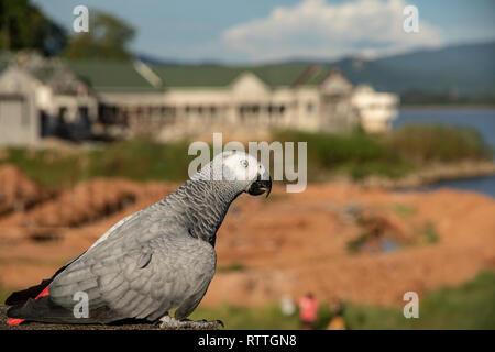 Close up macore bird parrot on blurred background. Stock Photo