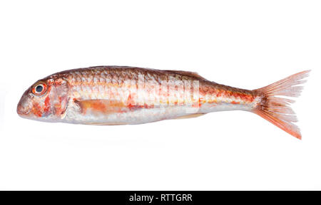 Red mullet on white background Stock Photo