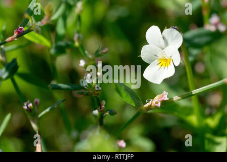 Field Pansy (viola arvensis), close up of a single flower growing amongst Knotgrass (polygonum aviculare). Stock Photo