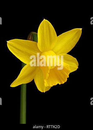 Focus stacked closeup of a single miniature bright yellow daffodil flower (Narcissus Tete a Tete) isolated against black background. Stock Photo