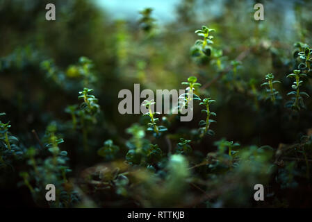 Green leaves background. Wild forest thyme bush, summer green leaves pattern, macro, selective focus. Stock Photo
