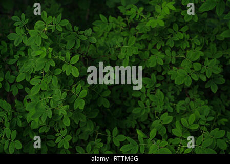 Green leaves background. Wild forest bush, summer green leaves pattern, selective focus. Stock Photo