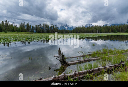 Lily Pads Cover the Surface of Heron Pond with Tetons in Background Stock Photo