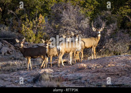Mule deer family in direct afternoon  sunlight in red sandstone characteristic of the American Southwest near Blanding Utah Stock Photo