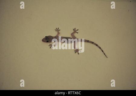 Tropical House Gecko (Hemidactylus mabouia) Diani BeachKenya Stock Photo