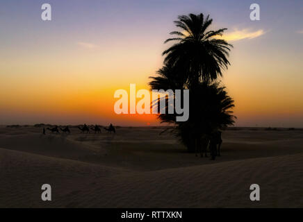 Camel caravan going through desert at sunset. Stock Photo