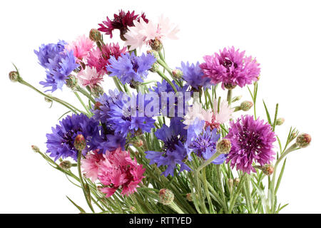 Pink, purple, white, blue, lilac field carnation flowers  on white background Stock Photo