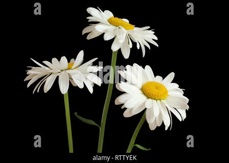 Big white chamomiles isolated on black background Stock Photo