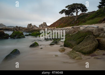 Sunrise at coast of Carmel, CA, beach shot with lone pine tree, moss on the rocks, long exposure to smooth out the water Stock Photo