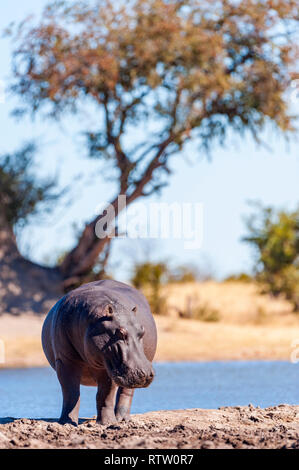 A large Hippopotamus Hippopotamus amphibius seen in Hwange National Park Zimbabwe. Stock Photo