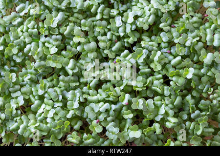 Fresh young homegrown broccoli microgreens Stock Photo
