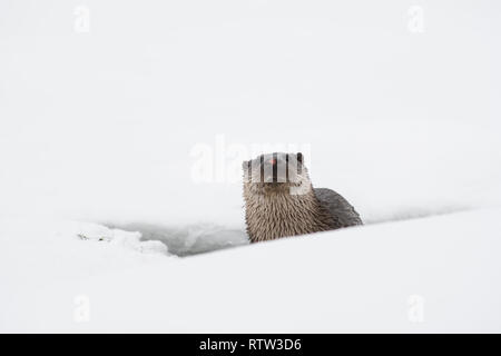 European otter (Lutra lutra) in the snow near a hole in the ice Stock Photo