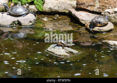 A small painted turtle sitting on a rock in the sunshine and surrounded by pond water. Stock Photo