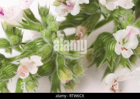 blooming sprig of lemon balm isolated on white background Stock Photo