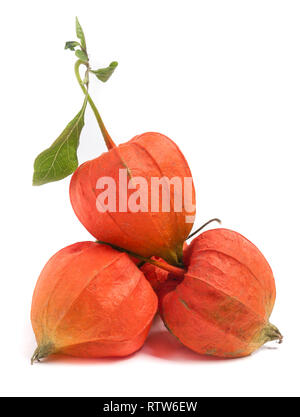 husk tomatoes or physalis with leaf isolated on white background Stock Photo