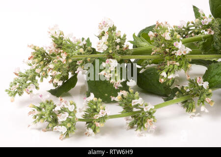 blooming sprig of lemon balm isolated on white background Stock Photo