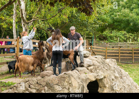 London, United Kingdom - September 08, 2018: Mudchute Farm. Largest city farm in London with a great collection of animals, near financial district Ca Stock Photo