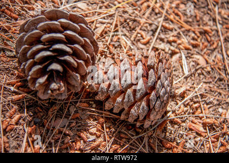 Two fir cones on the ground in the forest Stock Photo