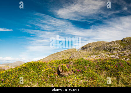 The Slieve Miskish Mountains in the Beara Peninsula, County Cork, Ireland, with flowering heather and Atlantic or western Gorse Stock Photo