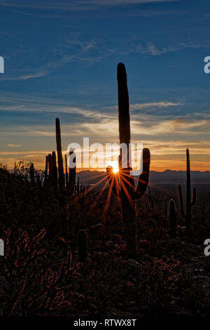 Staghorn cactus in foreground are aglow as saguaro cactus stand tall in the setting sun in Saguaro National Park, Arizona Stock Photo