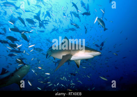 Bull sharks, Carcharhinus leucas, and schools of fishes, Beqa lagoon, Viti Levu,  Fiji, South Pacific Stock Photo