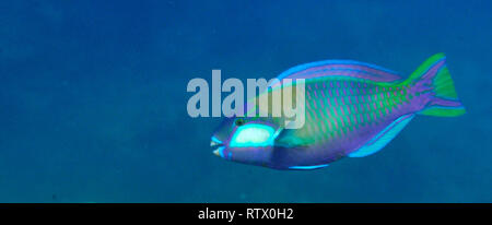 Bleeker's parrotfish, Chlorurus bleekeri, Mamanuca Islands, Fiji, South Pacific Stock Photo