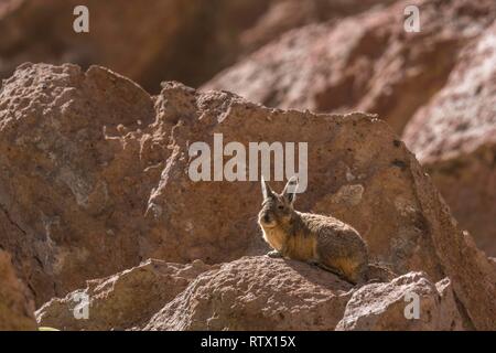 Southern Viscacha (Lagidium viscacia) sits attentively on rocks, Región de Antofagasta, Chile Stock Photo