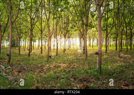 Row of para rubber tree in plantation Rubber tapping Stock Photo