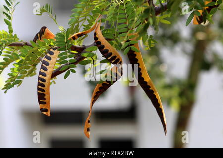 Carob tree or Ceratonia siliqua or Saint Johns bread or Locust bean or Locust tree or Carob bush flowering evergreen tree Stock Photo