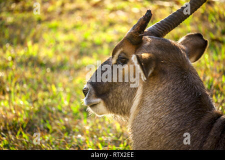 WaterBuck - Head View Stock Photo