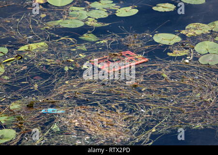 Fresh green leaves and dry fallen pine needles with branches floating mixed with garbage on calm river water on warm sunny day Stock Photo