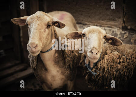 Domestic Sheep, detail of a couple of animals in the city, mammals Stock Photo