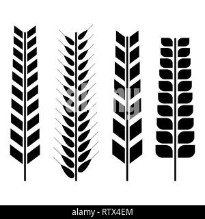 Set of various spikelets of wheat. Black silhouettes on a white background, vector illustration. Stock Vector