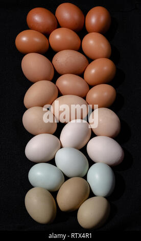 Plain multicoloured free range eggs in natural daylight on bold blackground. Close up top view composition composition Stock Photo