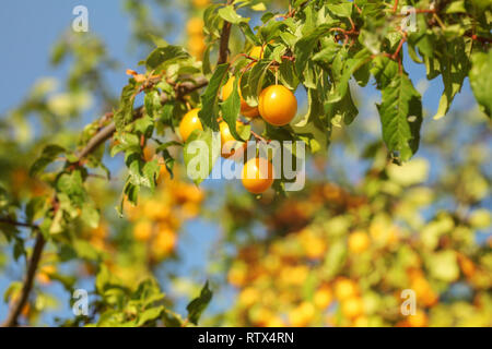 Mirabelle plums on a tree branch, lit by afternoon sun. Stock Photo