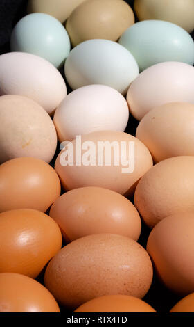 Plain multicoloured free range eggs in natural daylight full frame background. Close up composition Stock Photo