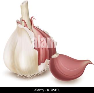 Realistic garlic isolated on white background. Vector illustration Stock Vector